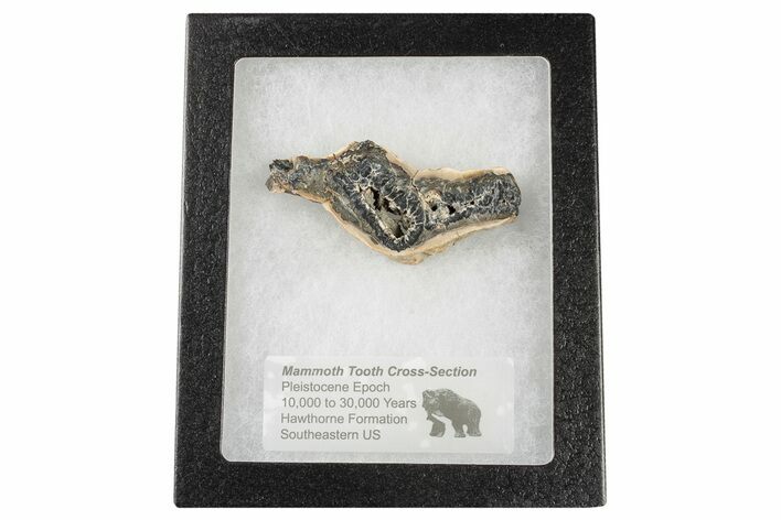 2.75" Mammoth Molar Slice with Case - South Carolina